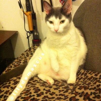 LilyDemascus's profile picture. Just a cat living in this crazy city! I am sexy, it's how i was born, it's how i live my life... you're sexy too but not as sexy as me.