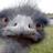 emuconservation's profile image