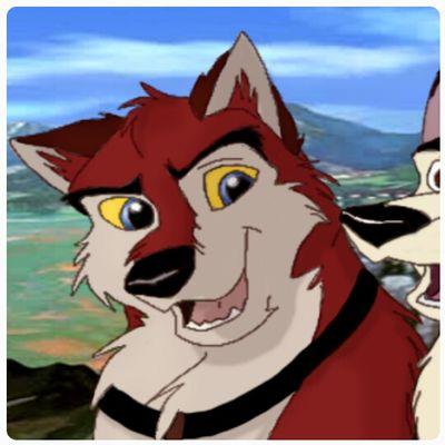 i'm Dakota, balto's oldest son. i am a sleddog that works for the U.S. Postal Mail Service like my little brother @KodiakSleddog