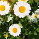 Stephanie Chartrand - @StephCh01 - Twitter