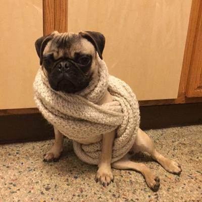 me llamo taco. my hobbies consist of, smokin, drankin, eating garbage, pooping indoors, and being annoying.
