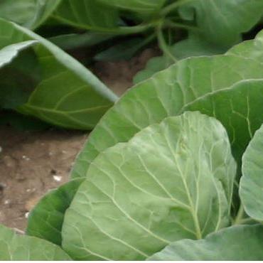 @SmartfarmingK