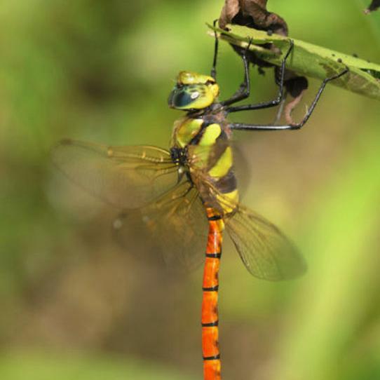 norton3rd's profile picture. 明日出来ることは今日やらない苦しみはみんなで分かち合い喜びは自分で独り占め（盗作）ハードは生きよ！メロウは死ね！実力は運の内、努力できるのも才能の内