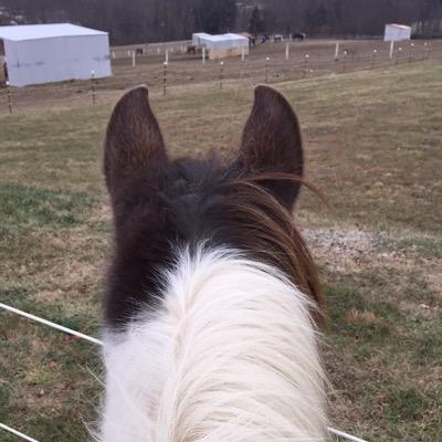 country_klass's profile picture. Been riding for 11 years without my own horse, finally saved up and bought my own to achieve my dreams of barrel racing. #FearTheLittlePaintHorse