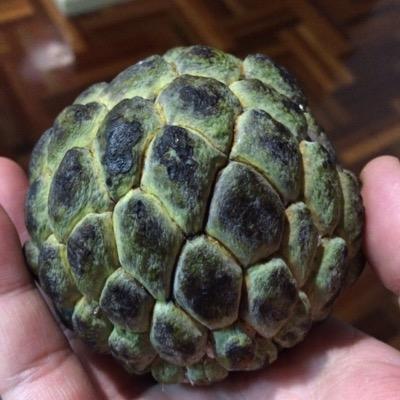 daniijima's profile picture. follow and retweets are not endorsements.