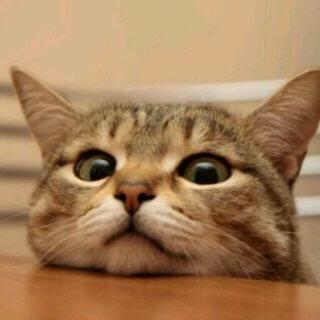 猫てれび（Cats TV）猫様専用さんのプロフィール画像