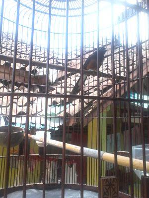 jual beli burung kicau
