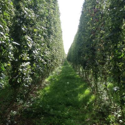 SovereignBrew's profile picture. Sovereign Brewing