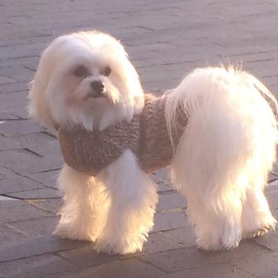 I am Poppy. I am a Maltese Terrier. I am spoilt! I was born 21.12.2013. I live in London.