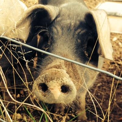 BucklandFood's profile picture. CSA, local food, we keep pigs, chickens, bees and sheep, grow veg and press apples for cider and juice. community group, social enterprise.