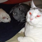 We are a haven for pet lovers. You can submit pics & videos. Our August cutest pet pic of the month contest has just started.  Cash Prizes!