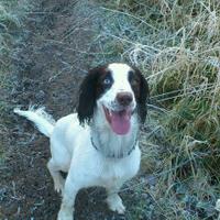 Charlotte (@the_folestings) 's Twitter Profile
