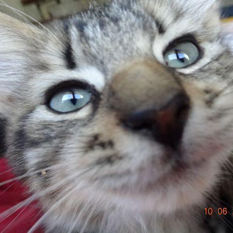 LisaDinVT's profile picture. 