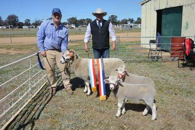 Principle of O'Loghlin Wiltshire Horn Sheep Stud and manager of family farming operation