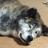 linga_linga's profile image