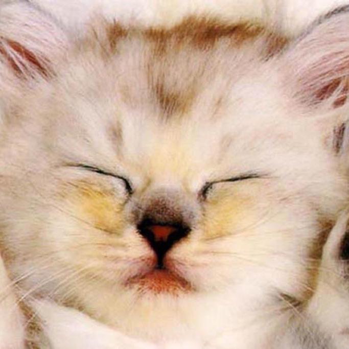 ねこになりたいです。