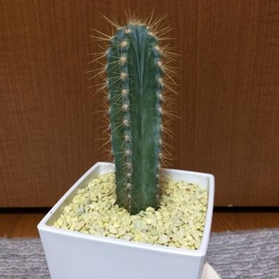 legaachiliverpo's profile picture. 趣味 ？