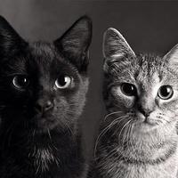 Yin, Yang, & Natalie (@catching_fire8) 's Twitter Profile