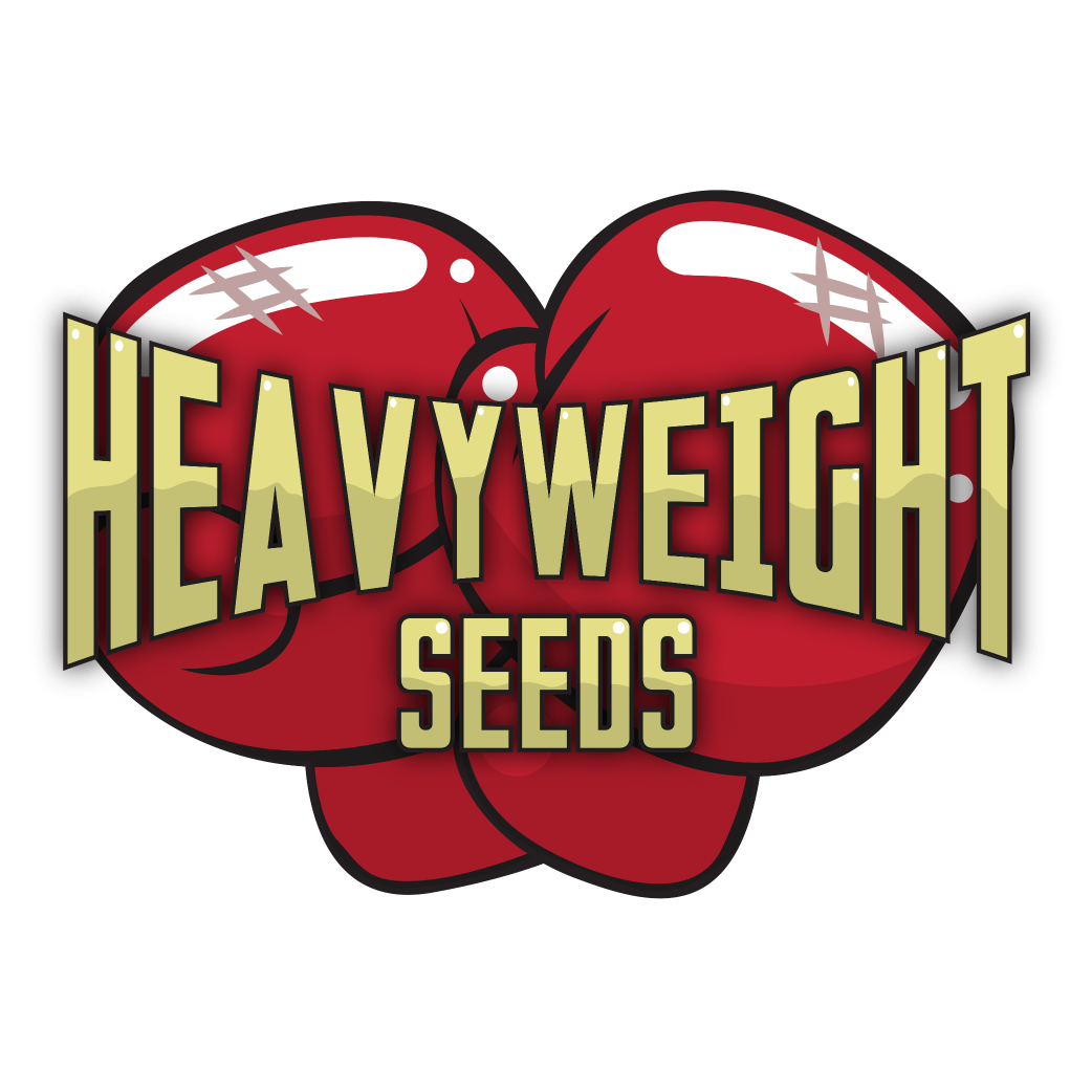 At Heavyweight Seeds, we are specialists in Cannabis Seeds with a very high performance & particularly strong effects.