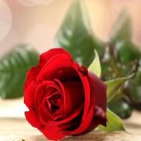 صاير كلامك غير (@hhhr22hhhr22) Twitter profile photo