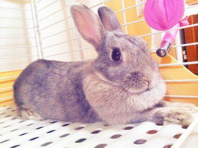 pyontankawaii's profile picture. 占星術/理系院卒/ほんのり阪神ファン