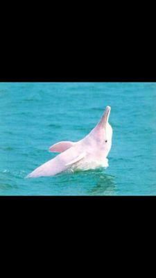 Soy el Delfín De La Plata, actualmente amenazado (vulnerable según la lista roja de la lUCN). El nombre cientifico de mi especie es Pontoporia blainvillei.