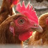 MeadowChickens's profile picture. Hybrid Point of Lay Chickens! Email: Meadowviewchickens@gmail.com