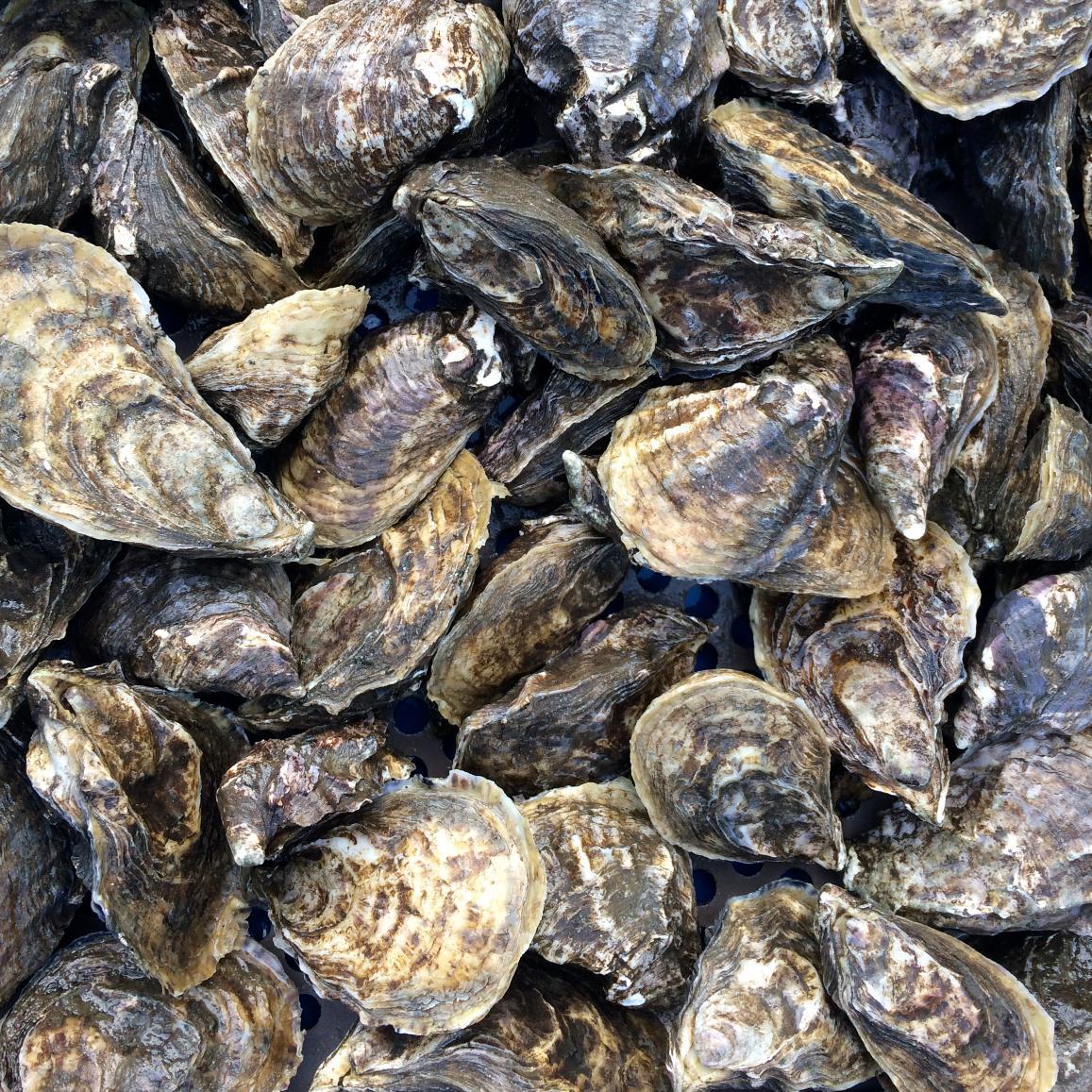 CA Gov web portal, improve awareness of aquaculture, educate, events, regulations, and policies. Tweets by @CaSeaGrant State Fellow.