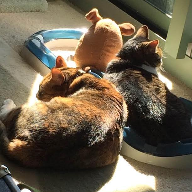 My estate is entailed to my cats.