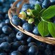 Independent Distributor Of Kyani