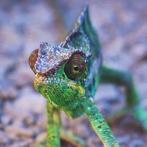 AnimauxYoutube's profile picture. Lol