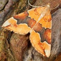 South Wales BC (@bcsouthwales) 's Twitter Profile