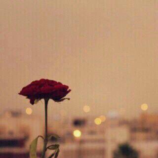 ‏صّـدٍيِقُتٌـيِ وٌإنِ سِـبًقُتٌـکْ لَلَطِيِنِ آلَذِيِ خِـلَقُتٌـ مًنِهّـ خِـبًِئيِ سِـريِ وٌآمًحًيِ زٍلَآتٌـيِ مًنِ قُلَبًکْ وٌتٌـذِکْريِ آنِيِ آحًبًکْ وٌآدٍعٌي
