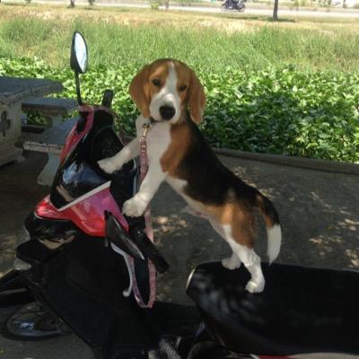 2014/4/20生まれのビーグル犬のDumbo(ダンボ)です。 Thailand🇹🇭生まれ🇹🇭育ちで2022/3/12に日本の東京へ引っ越してきました🏠🇯🇵 11歳です🐶