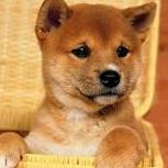 bhblspartan123's profile picture. BHBL!