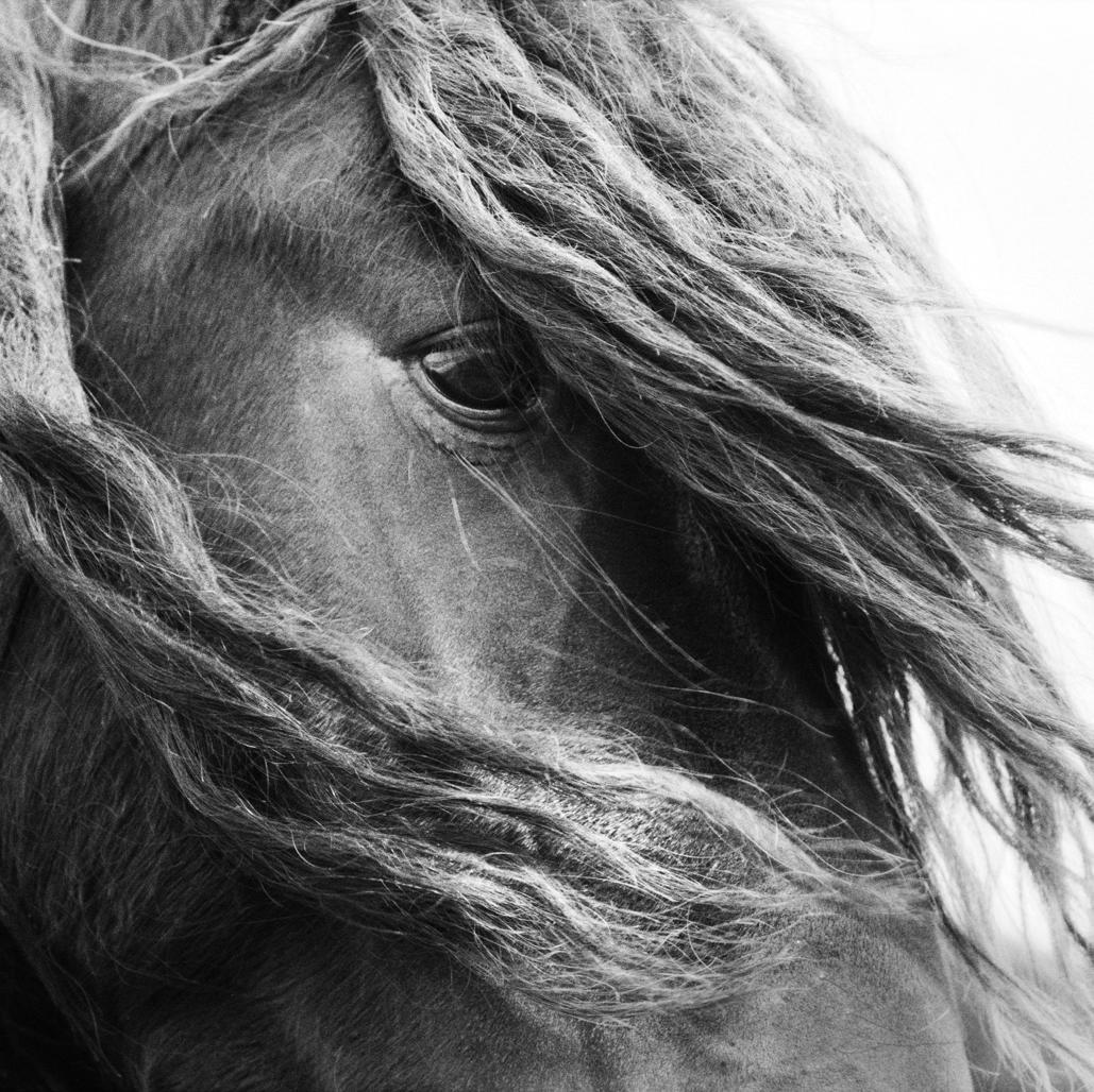 The Wild Horses of Sable Island Gallery features the work of award winning photographer Roberto Dutesco, showcasing 20 years of exploration of the Wild Horses.