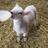 recycleandfeedf's profile image