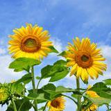 loellenh2012's profile picture. 