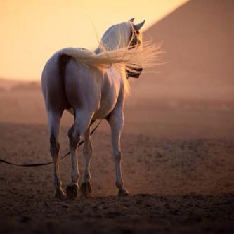 ي مرحبا ترحيبتن ترفع الرأس. بالي شرف صفحتي مرحبابه. PIN:26F4C794