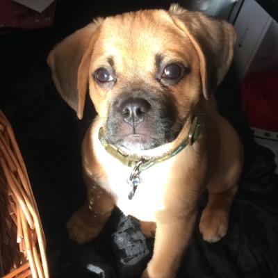 macpuggle's profile picture. Male puggle. Mums a beagle dads a pug. Living in South East UK regularly holidaying in France - Lifes all good and I love chewing and eating anything