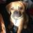 macpuggle's profile image