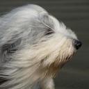 Ray Salmon - @myabusedshowdog - Twitter