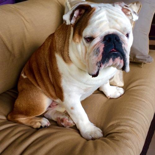 PudgeTheBulldog's profile picture. A bulldog from Georgia, lived the city life in Washington, DC, then Phoenix and now Atlanta. Loves food, treats, naps, playing & attention