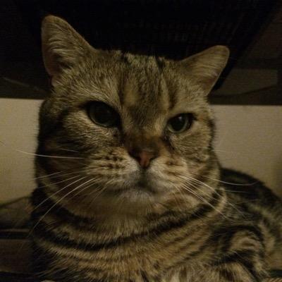 atms_drf's profile picture. 素敵なにゃんぱすライフ