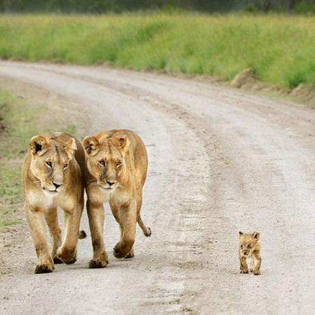 AnimaIFact's profile picture. Secret facts of animal world wait for you in this account. Every time you will learn sthng new about animals!!!