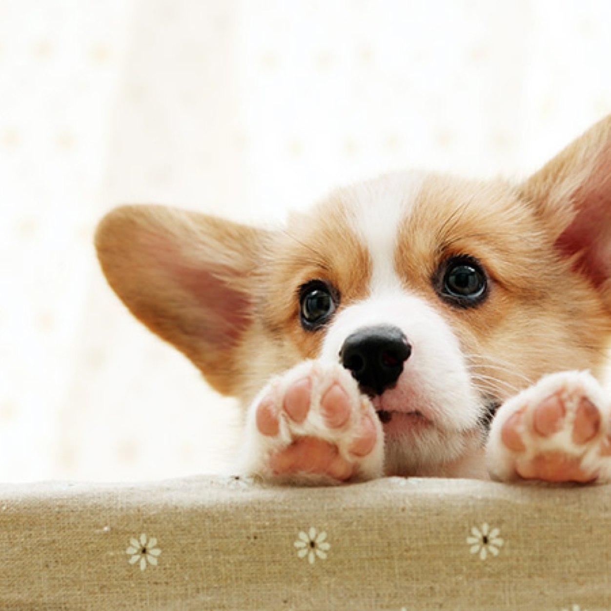 CorgiCorgis's profile picture. Cute Dogs, Funny Dogs and Little Legs.