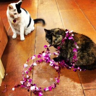 copperfieldsHBG's profile picture. We are an indie bookstore in Healdsburg, CA with two kitties and an enthusiastic staff (707)433-9270