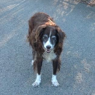 pickie2015's profile picture. I luvs walkies wifffs Mom and my sissy Frisbee Bradley, wides in da car, visiten Grammy, sleepen, barken wiffs my sissy, cookies, all kinds ob foods ands hugs.