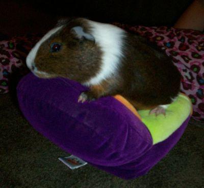 My name is Marve, I am very little, but I'm the bestest guinea pig in the world. I will be posting with my buddy's Bugzzy, Olaf, Olive, and Dolly.