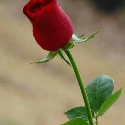 لااله الا الله محمد رسول الله